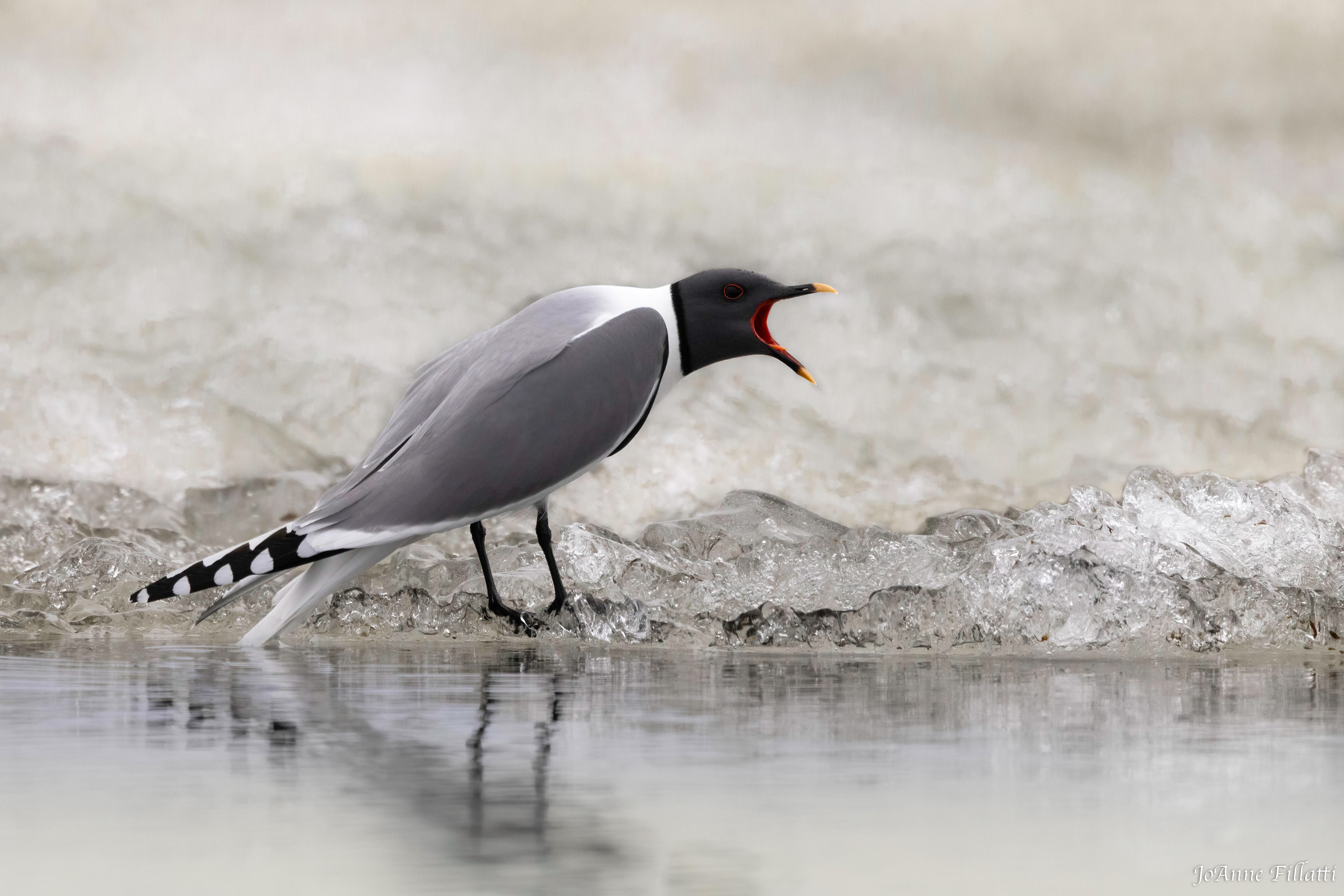 bird of Utqiagvik image 19